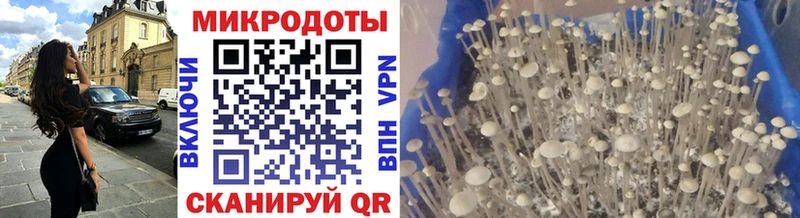 Галлюциногенные грибы Psilocybe  Щёлкино 